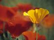 Eschscholzia Californica Golden West And Eschscholzia Californica Dali by Hemant Jariwala Limited Edition Print