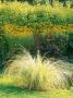 Pampas Grass Gold Band With Rudbeckia In Background, September by Mark Bolton Limited Edition Print