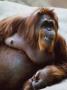 Orangutan Relaxing In The Sun by Richard Stacks Limited Edition Print
