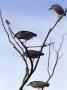 Birds Perched On Thin Branches by Fogstock Llc Limited Edition Print