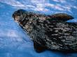 Weddell Seal (Leptonychotes Weddellii), Mawson, Antarctica by Chester Jonathan Limited Edition Print