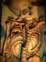 Skeleton Displayed In Moesgaard Museum, Copenhagen, Denmark by Jon Davison Limited Edition Pricing Art Print