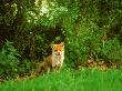Red Fox, Looking At Camera by David Boag Limited Edition Print
