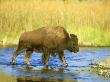 Bison, Young, Usa by Alan And Sandy Carey Limited Edition Print