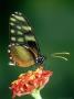 Amber Glasswing Butterfly At Lantana, Cloud Forest, Costa Rica by Michael Fogden Limited Edition Print