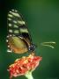 Amber Glasswing Butterfly At Lantana, Cloud Forest, Costa Rica by Michael Fogden Limited Edition Print