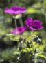 Geranium (Cranesbill), Close-Up Of Pink Flowers And A Bud by Hemant Jariwala Limited Edition Print