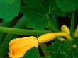 Yellow Crook Neck Squash With Blossom by Jerry Alexander Limited Edition Pricing Art Print