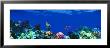 Underwater, Caribbean Sea by Panoramic Images Limited Edition Print