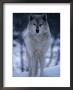 Grey Or Timber Wolf (Canis Lupus) In The Alaskan Snow, Alaska, Usa by Mark Newman Limited Edition Print