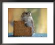 Gerbil Eating Biscuit by Steimer Limited Edition Print