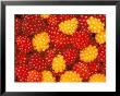 Salmonberries, Baranoff Island, Alaska, Usa by Hugh Rose Limited Edition Pricing Art Print