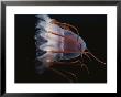 A Close View Of A Helmet Jellyfish by Bill Curtsinger Limited Edition Print