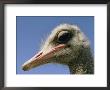 Close View Of An Ostrich by Dick Durrance Limited Edition Print