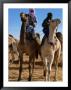 Two Taureg Men On Camels At Sahara Festival, Douz, Tunisia by Pershouse Craig Limited Edition Print