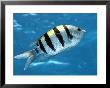 Sargeant Major Fish, St. Johns Reef, Red Sea by Mark Webster Limited Edition Print