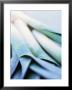 Leek Stalks by Steve Baxter Limited Edition Pricing Art Print
