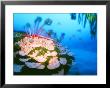 Underwater Landscape Made Of Foodstuffs by Hartmut Seehuber Limited Edition Print