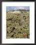 Fossil Logs 200 Million Years Old Scattered Over Desert Floor In National Park, Arizona, Usa by Tony Waltham Limited Edition Print