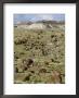 Fossil Logs 200 Million Years Old Scattered Over Desert Floor In National Park, Arizona, Usa by Tony Waltham Limited Edition Pricing Art Print