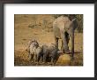 Baby Elephants, Loxodonta Africana, Playing At Wallow In Addo Elephant National Park, Eastern Cape by Steve & Ann Toon Limited Edition Print