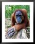 Female Oragutan, Gunung Leuser National Park, Bukit Lawang, North Sumatra, Indonesia by Paul Kennedy Limited Edition Print