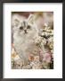 Silvertabby (Chinchilla X Persian) Kitten Among Michaelmas Daisies And Japanese Anemones by Jane Burton Limited Edition Pricing Art Print