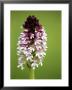 Burnt Orchid, Close Up Of Spike, Uk by David Clapp Limited Edition Print