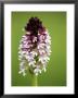 Burnt Orchid, Close Up Of Spike, Uk by David Clapp Limited Edition Print