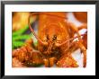 Cooked Lobster by Christopher Leggett Limited Edition Pricing Art Print