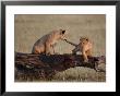 African Lion, Cubs Playing On Log, Kenya, Africa by Daniel Cox Limited Edition Print