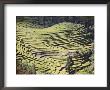 Terraced Fields As Seen In Winter From Nagarkot, Himalayas, Kathmandu Valley, Nepal by Don Smith Limited Edition Print