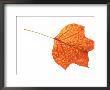 Tulip Tree Leaf In Autumn Colours by Petra Wegner Limited Edition Pricing Art Print