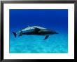 Atlantic Spotted Dolphin, Pair, Bahamas by David B. Fleetham Limited Edition Print