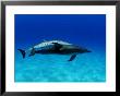 Atlantic Spotted Dolphin, Pair, Bahamas by David B. Fleetham Limited Edition Print