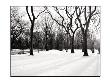 New York Trees by Jason Graham Limited Edition Print