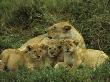 Young Lion Cubs Lying Close To Their Mother In The Serengeti National Park Of Tanzania by Daniel Dietrich Limited Edition Print