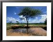 Waterhole, Kenya, Africa by David Cayless Limited Edition Print