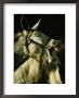A Bridled Pack Mule Yawning by Gordon Wiltsie Limited Edition Print