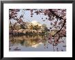 Cherry Blossoms Frame The Jefferson Memorial Across The Tidal Basin by Rex Stucky Limited Edition Print