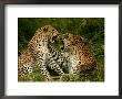 Pair Of Leopards Resting And Play Fighting by Beverly Joubert Limited Edition Print