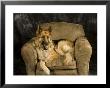 German Shepherd On Leather Chair In Studio by David Edwards Limited Edition Print