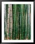 Grove Of Bamboo, Sagano District by Frank Carter Limited Edition Print