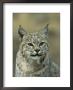Portrait Of A Lynx by Norbert Rosing Limited Edition Print
