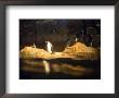 Penguins Line The Rocks In Their Habitat At The Pittsburgh Zoo, Pennsylvania by Stacy Gold Limited Edition Print