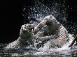White Bengal Tigers Play Fighting In Water, India by Anup Shah Limited Edition Print