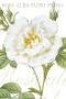 Rosa Alba by Pierre-Joseph Redoute Limited Edition Print