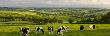 Friesian Cows Grazing In Mid Devon Countryside, England by Adam Burton Limited Edition Print