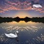 Computer Composite Image Of Swan On Water Reflecting Sunset Clouds, With Another Swan Reflected In by Images Monsoon Limited Edition Print