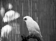 White Parrot Perched On Branch by Bob Cornelis Limited Edition Print